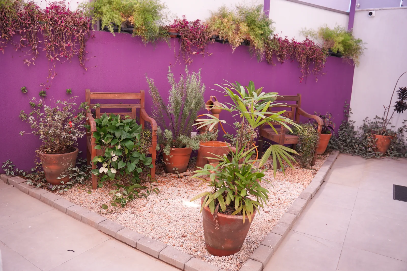 Jardim da clínica com parede roxa, vasos de barro e plantas aromáticas